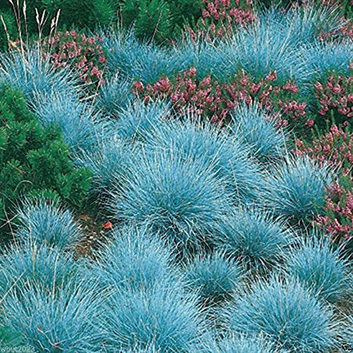 300 Blue Fescue, Ornamental Grass Seeds - Festuca Glauca - Perennial