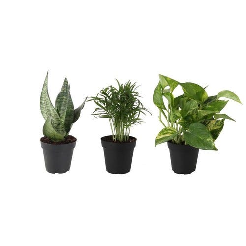 Costa Farms 4-in 3-Pack Air Cleaning Foliage Plant 