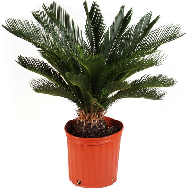 Costa Farms Sago Palm Tree in 10-in Plastic Pot