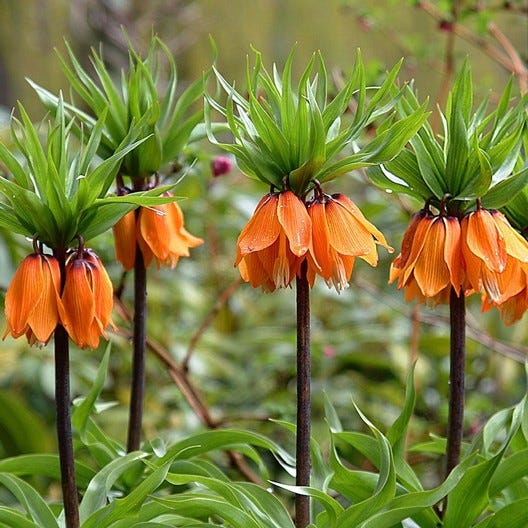 Fritillaria Bulbs - Orange